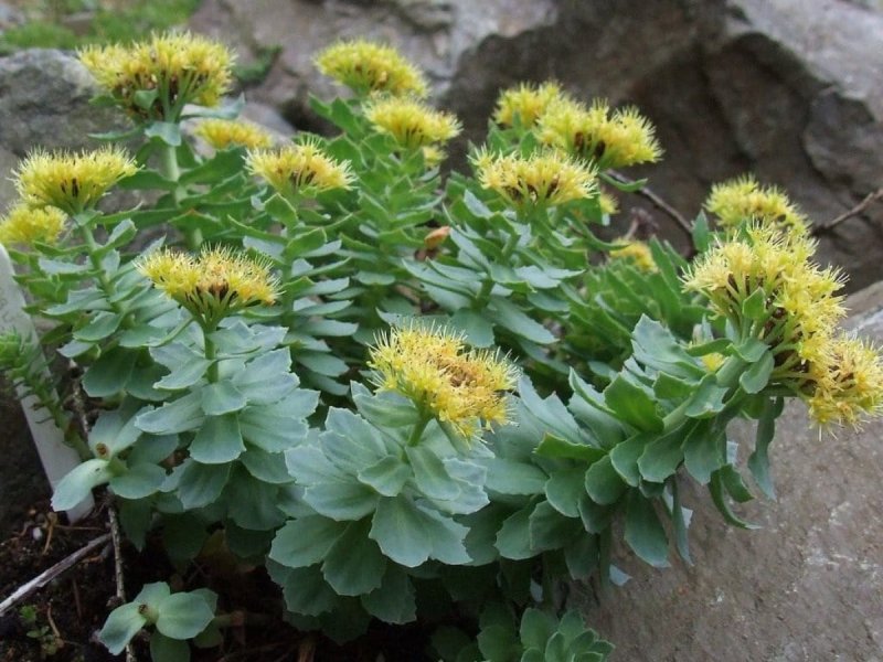 Золотой корень (родиола розовая)(лат. Rhodiola rosea)
