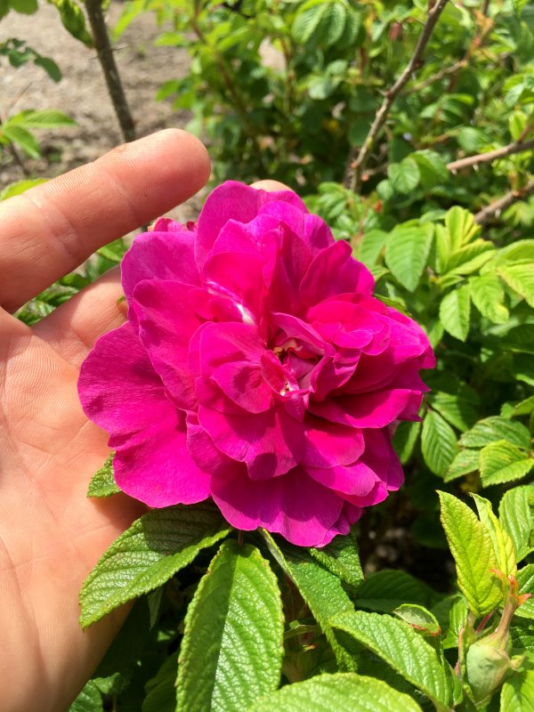 Роза морщинистая Rosa rugosa