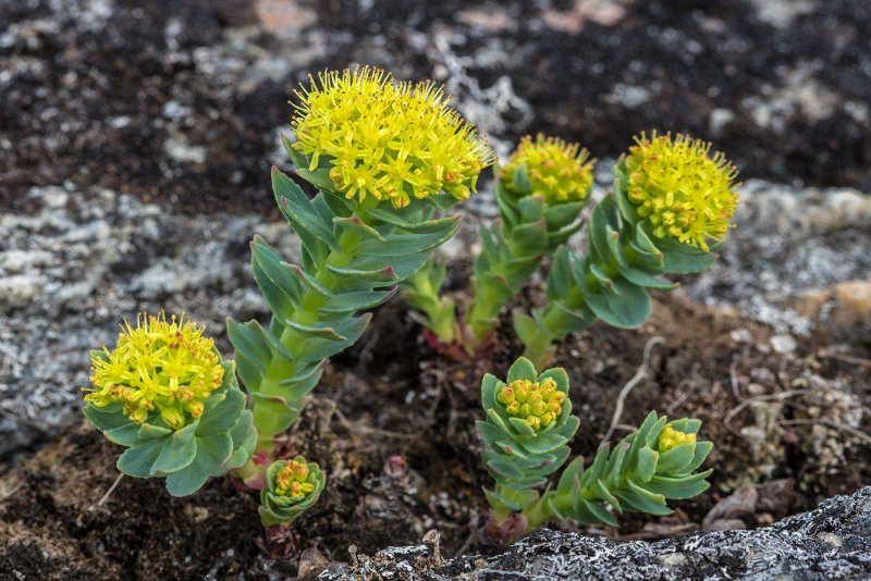 Родиола розовая (Rhodiola rosea l.