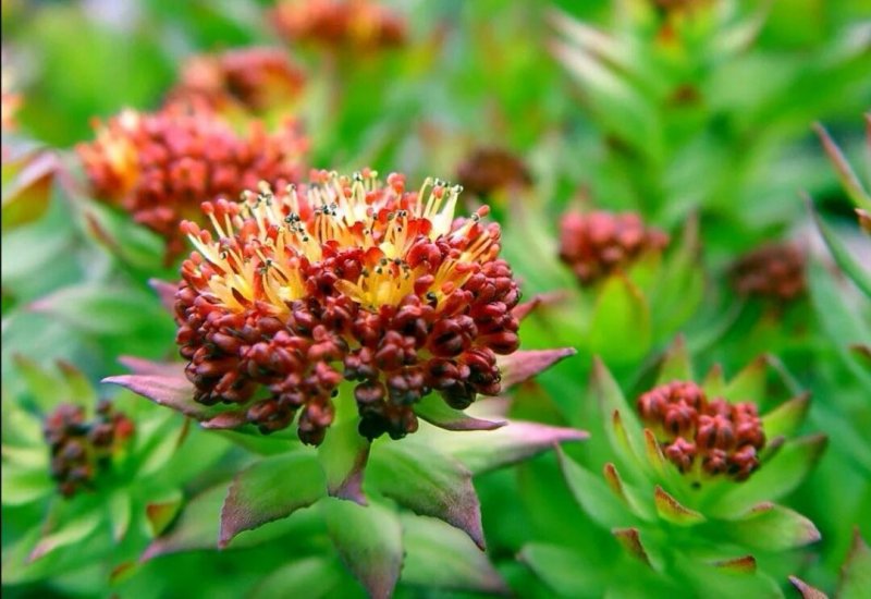 Родиола розовая Rhodiola rosea