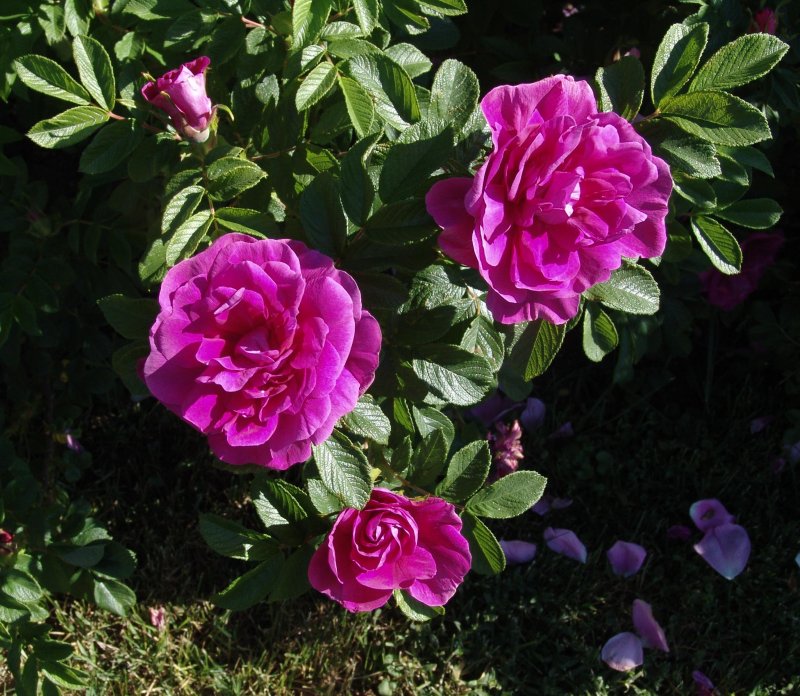 Роза морщинистая (Rosa rugosa `rubra`)