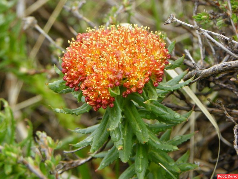 Rhodiola kirilowii