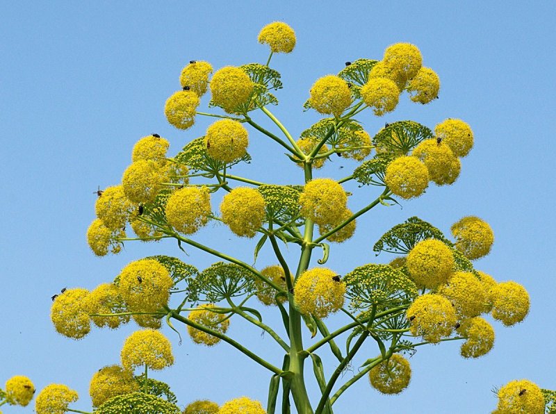 Ferula communis