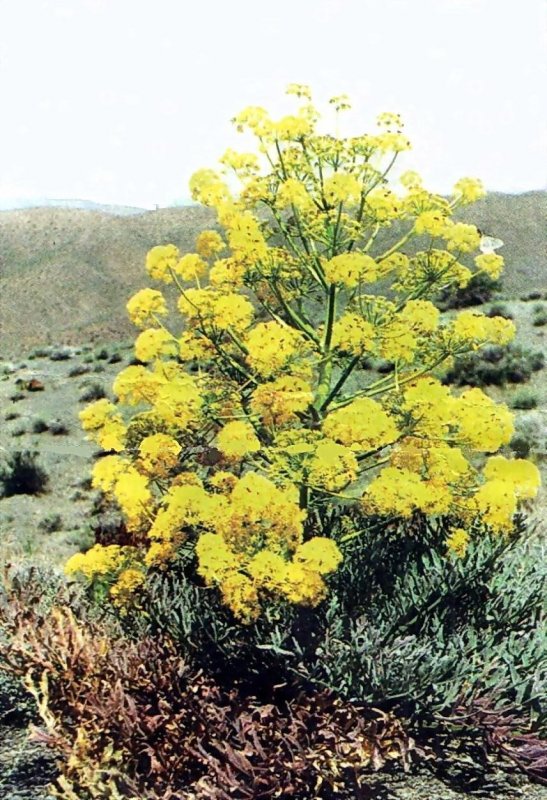 Ferula ASSA-foetida