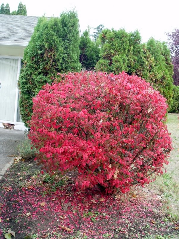 Бересклет крылатый Euonymus alatus