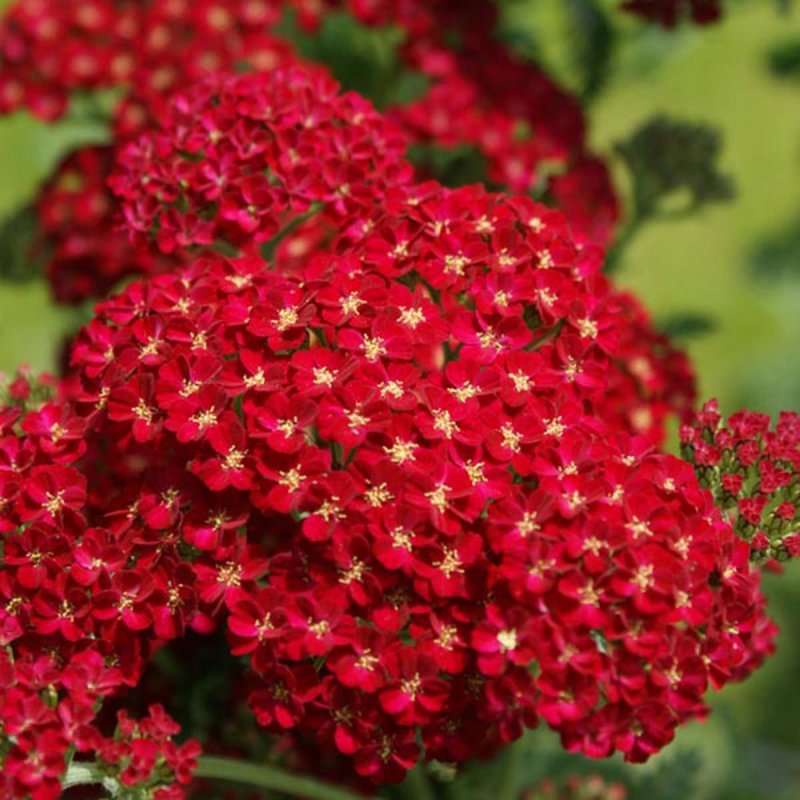 Тысячелистник обыкновенный (Achillea millefolium `Red Velvet`)