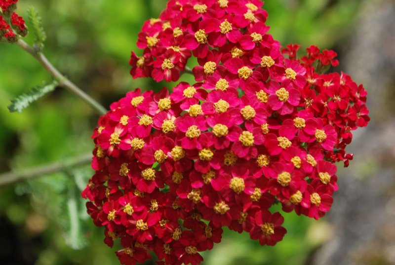 Achillea millefolium Red Velvet