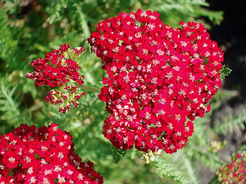 Тысячелистник Achillea "Red Velvet"