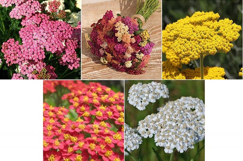 Тысячелистник Achillea paprika