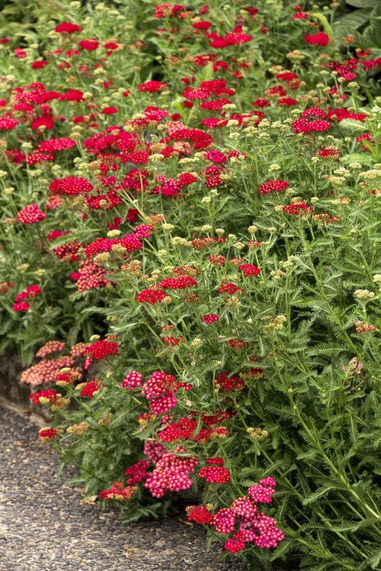 Тысячелистник Achillea "Red Velvet"