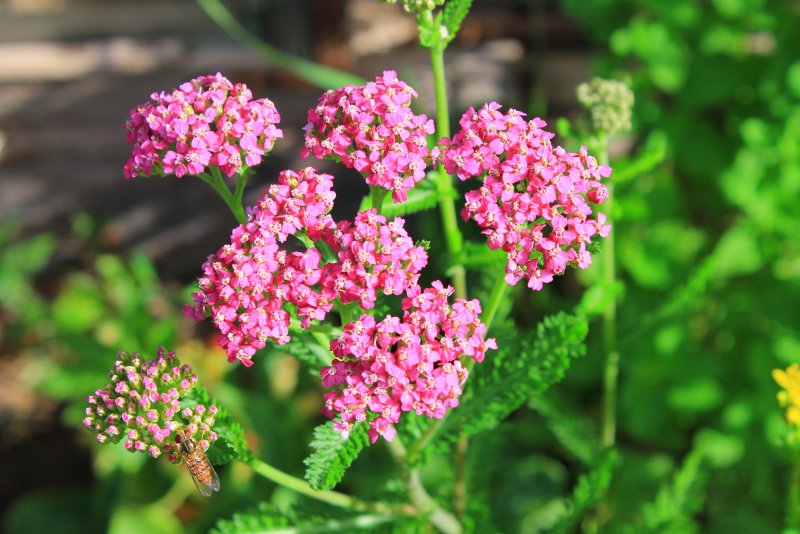 Achillea millefolium paprika