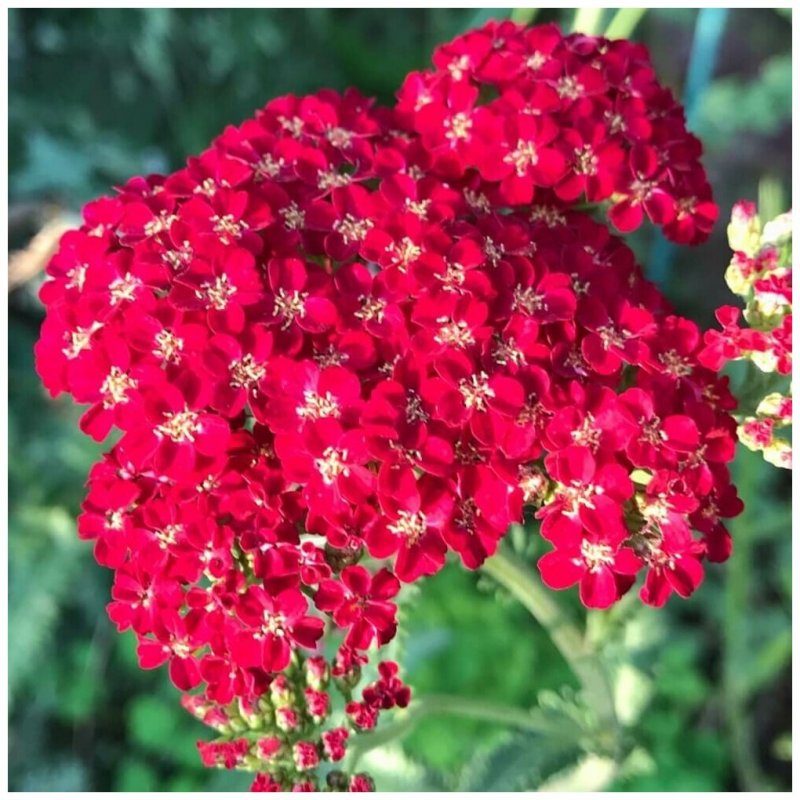 Ахиллея (тысячелистник) millefolium