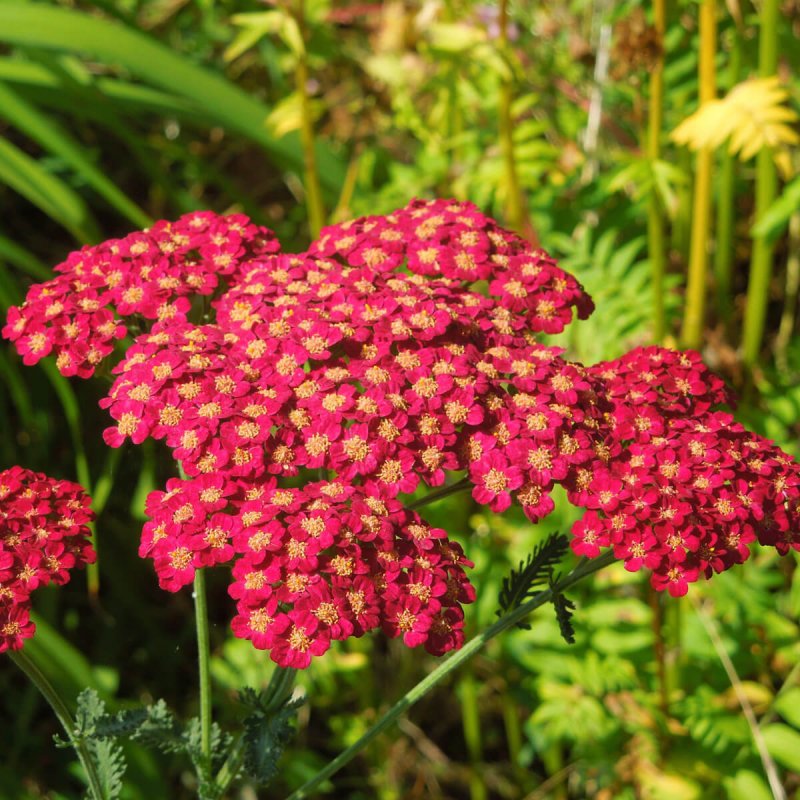 Тысячелистник millefolium ‘Red Velvet’