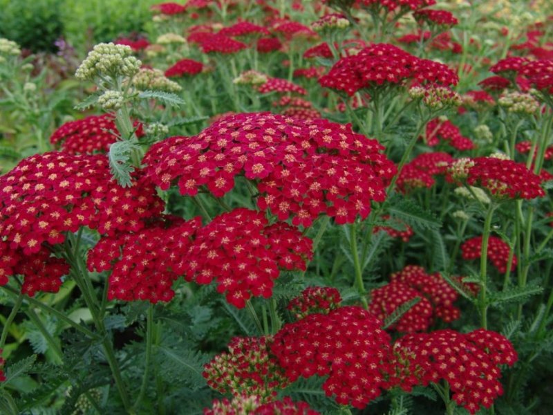 Тысячелистник обыкновенный (Achillea millefolium `Red Velvet`)