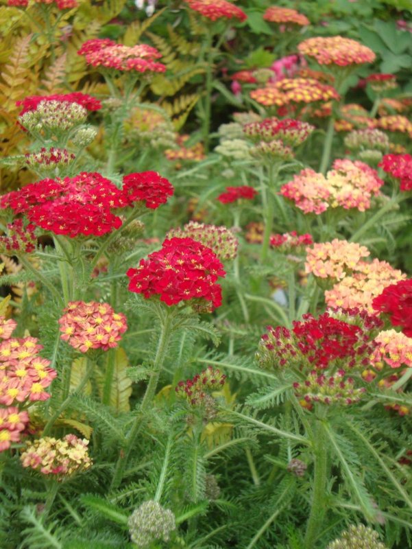 Тысячелистник Achillea tutti Frutti Pomegranate