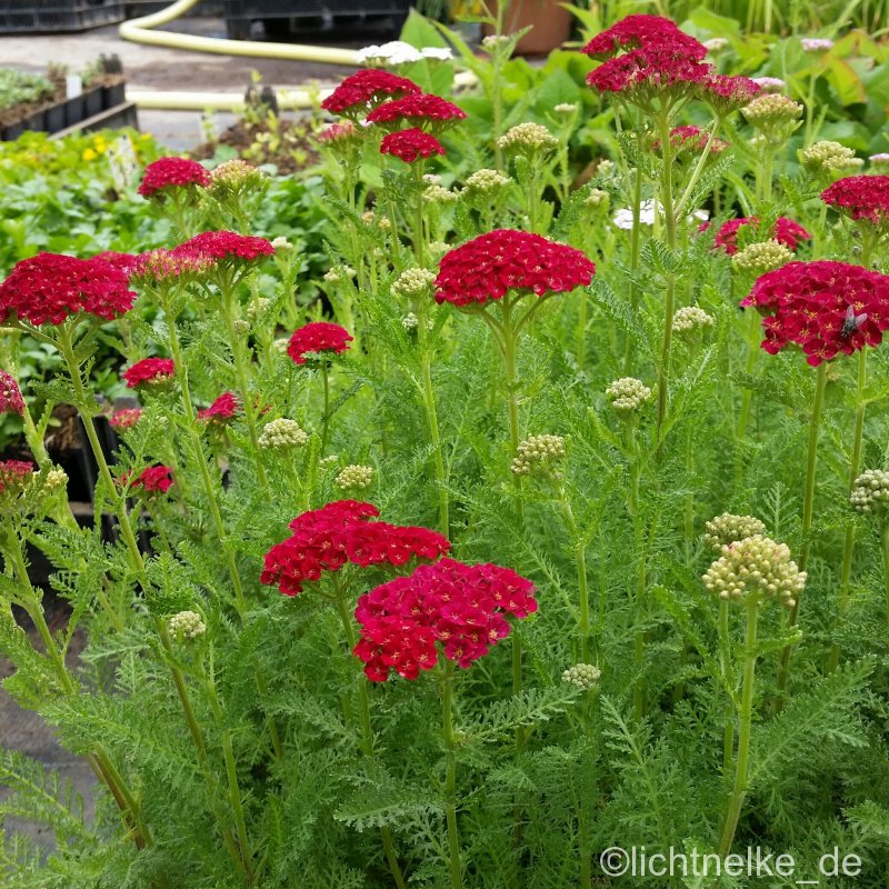 Тысячелистник Achillea millefolium paprika