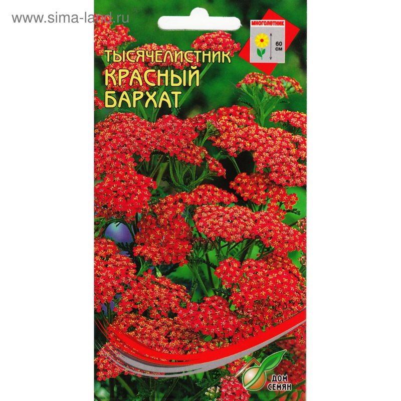 Тысячелистник Achillea paprika