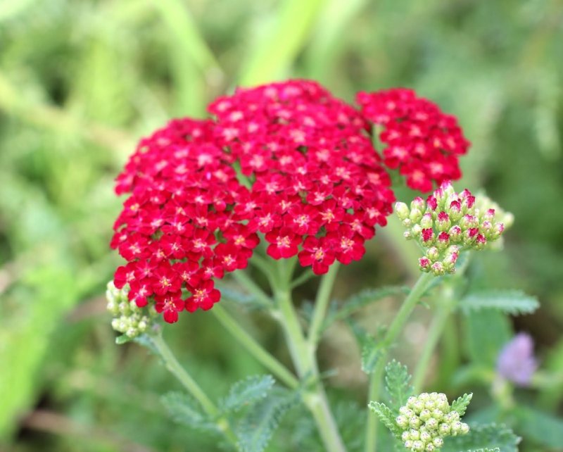 Тысячелистник обыкновенный (Achillea millefolium `Red Velvet`)