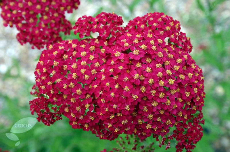 Тысячелистник Achillea "Tricolor"