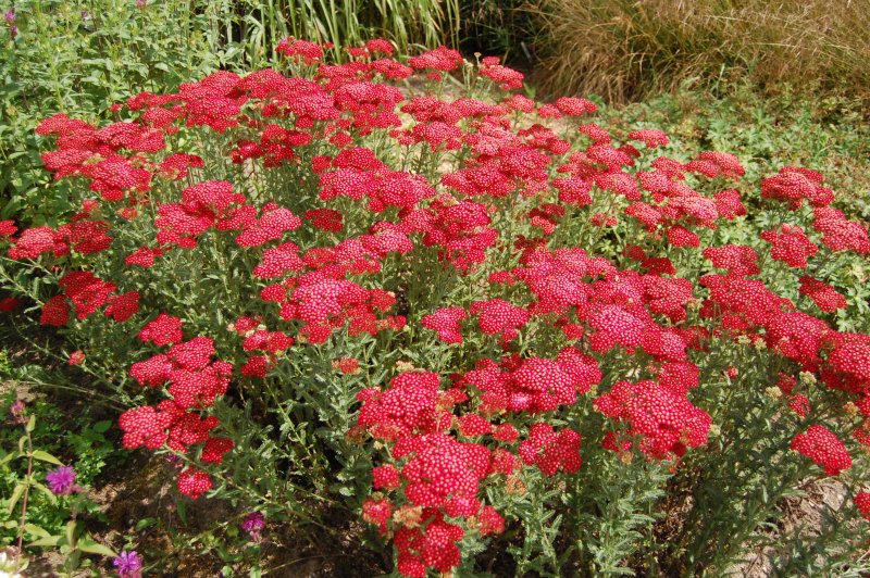 Тысячелистник (Achillea)Cassis