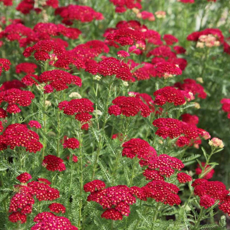 Achillea Red Velvet