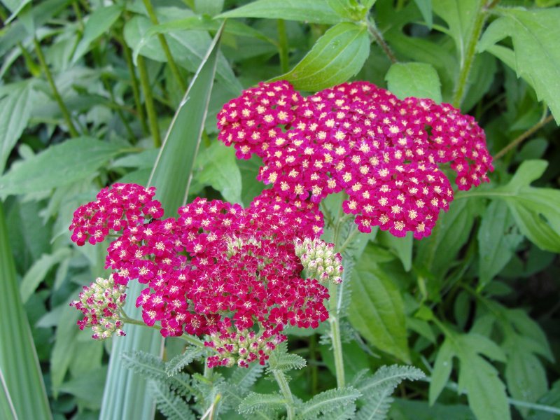 Тысячелистник Achillea millefolium paprika