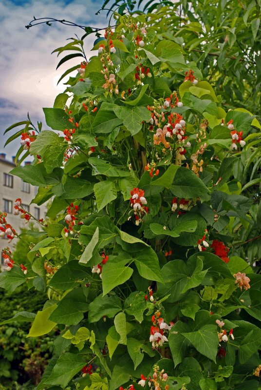Красная фасоль Лиана