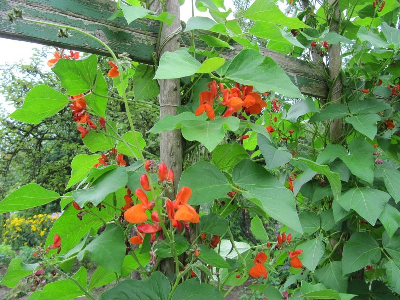 Phaseolus coccineus