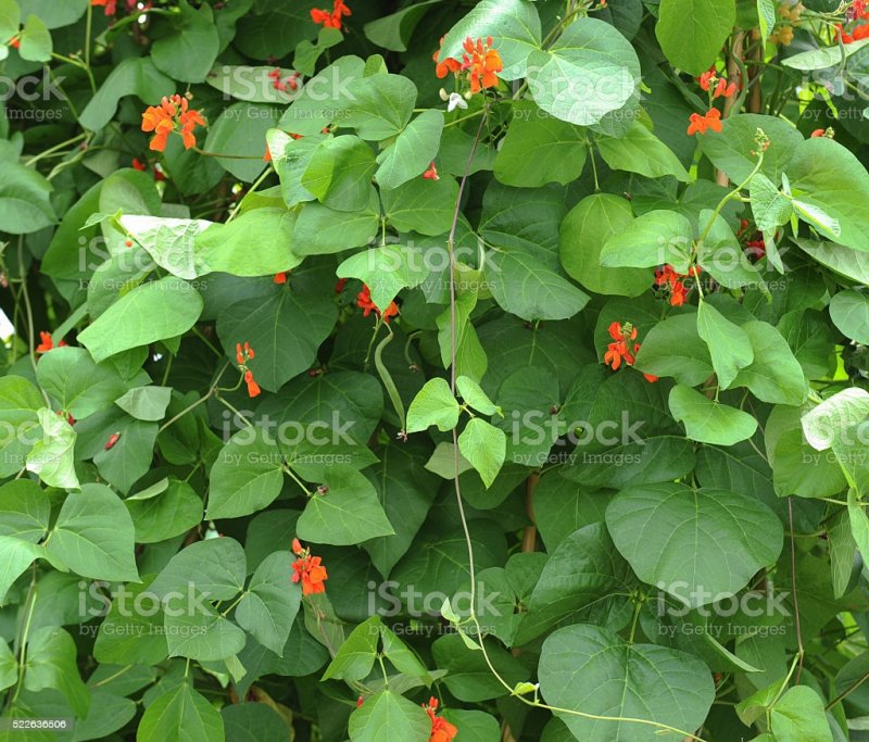 Фасоль огненно- красная - Phaseolus coccineus
