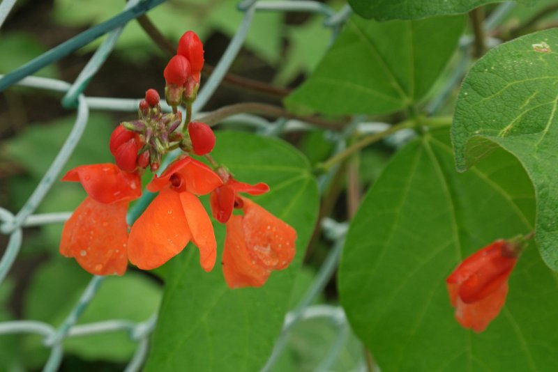 Phaseolus coccineus