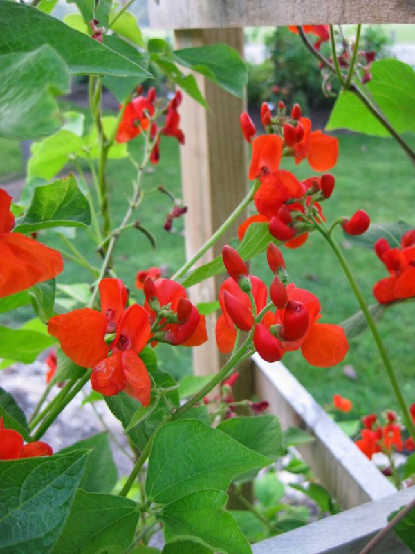 Фасоль Phaseolus coccineus