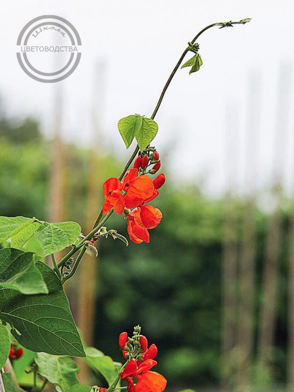 Phaseolus coccineus турецкие Бобы