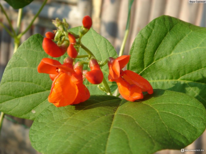 Фасоль огненно-красная Phaseolus coccineus l.