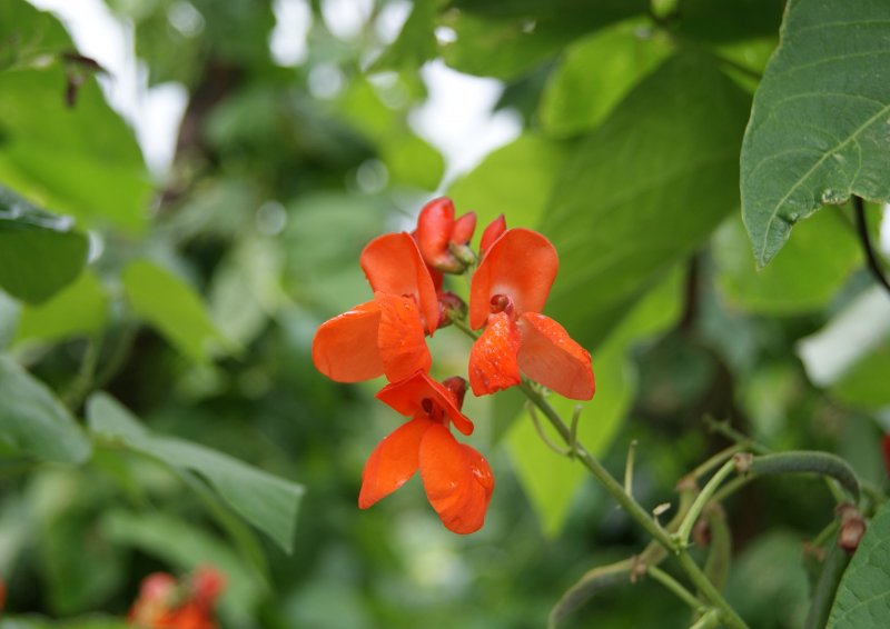 Фасоль огненно-красная Phaseolus coccineus l.