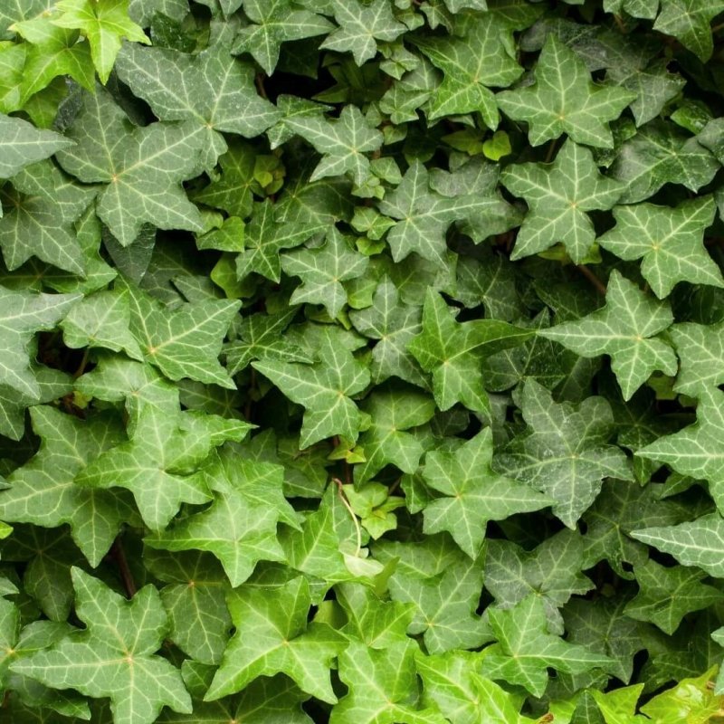 Плющ кавказский (Hedera caucasicum)