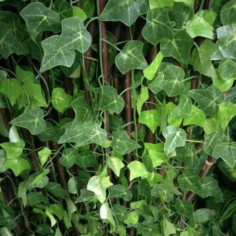 Плющ иберийский (Hedera Iberica)