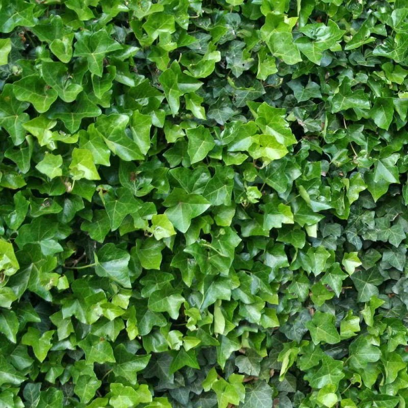Плющ вечнозеленый (Hedera).