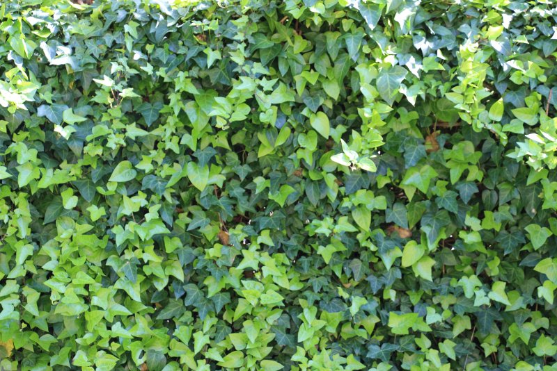 Плющ вечнозеленый (Hedera).