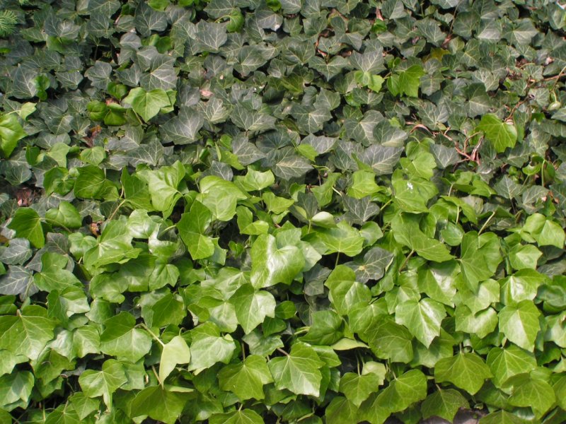 Плющ вечнозеленый (Hedera).