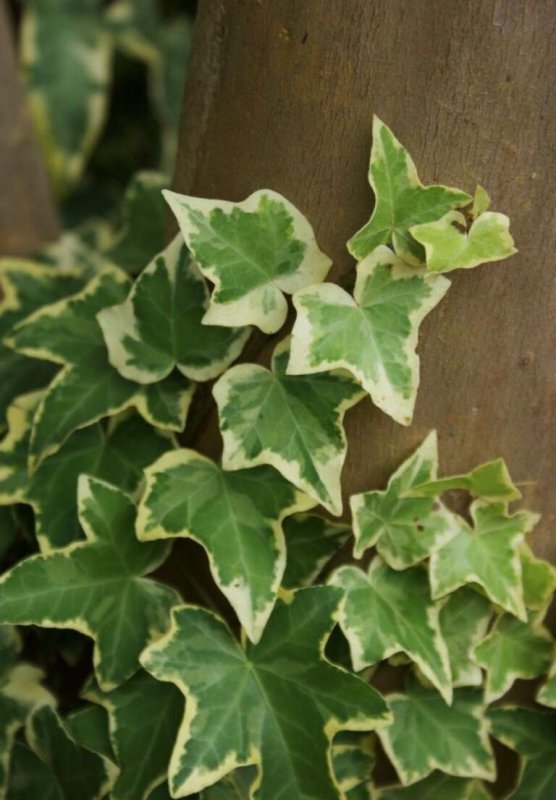 Плющ морозостойкий Hedera Helix