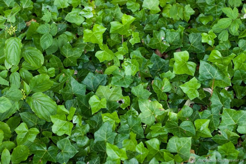 Плющ Hedera