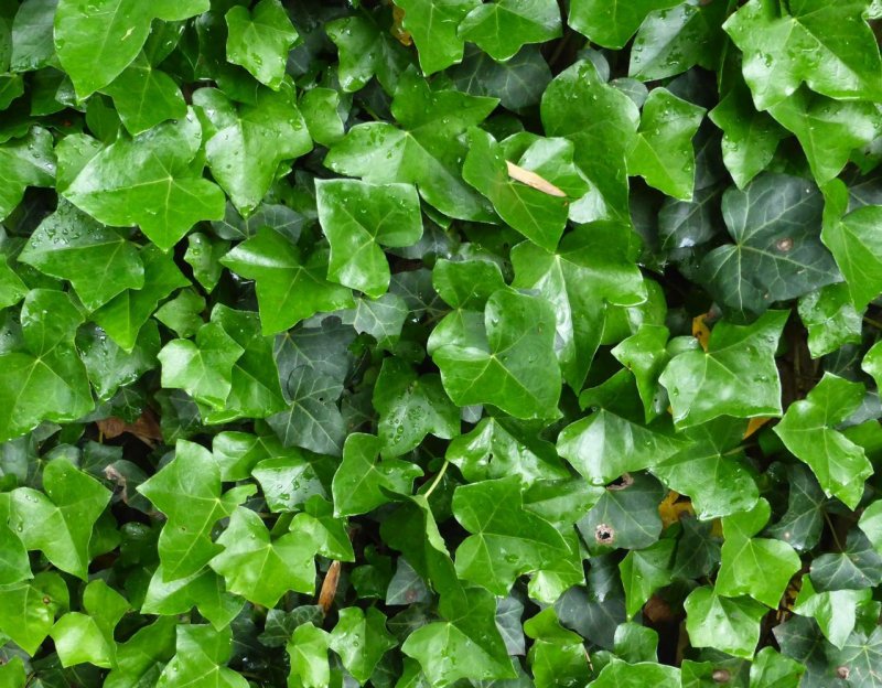Hedera Helix забор