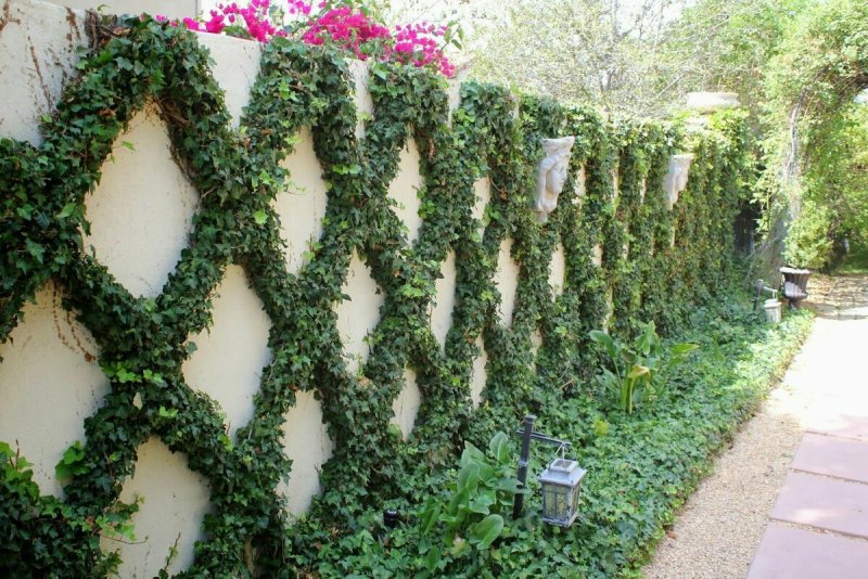Плющ вечнозеленый (Hedera).