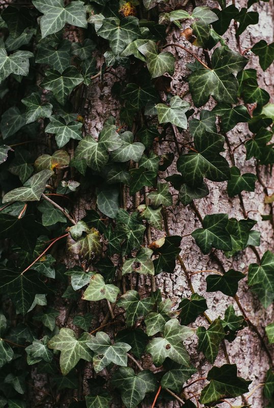 Плющ Hedera