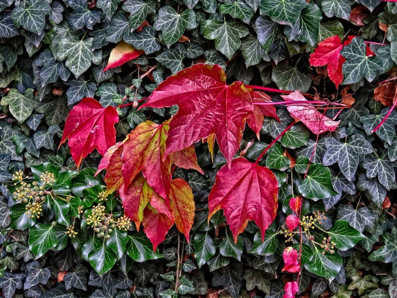 Плющ Hedera Hibernica