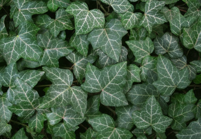 Хедера плющ Канарский (Hedera canariensis)