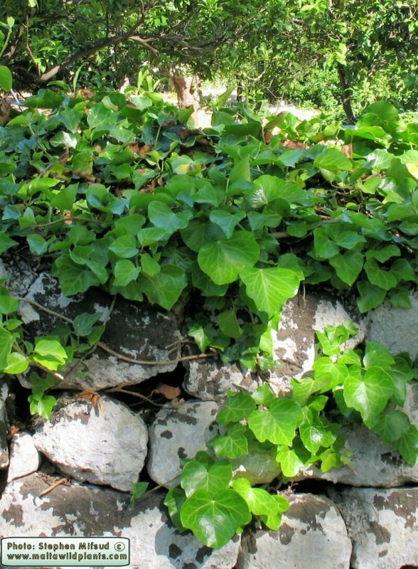 Плющ обыкновенный (Hedera Helix)