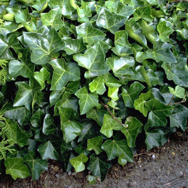 Плющ вечнозеленый (Hedera).