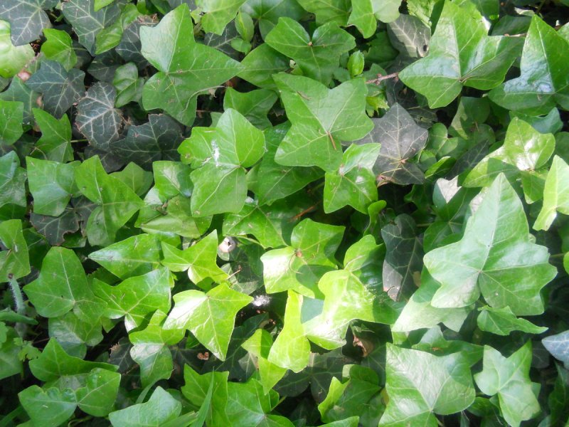 Плющ морозостойкий Hedera Helix