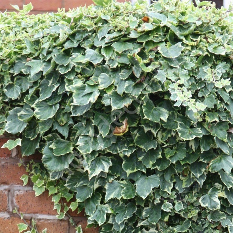 Плющ вечнозеленый (Hedera).
